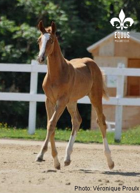 Bourgault E. M. - 2012 PREMIUM Oldenburg colt by Banderas out of Barbarees Hill. $9,500
