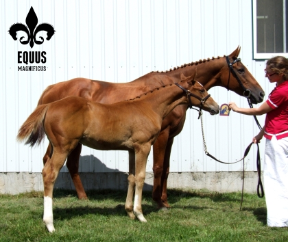 Bourgault E. M., premium colt at his GOV inspection in 2012 along with his dam, Barbarees Hill, MMB GOV Thoroughbred mare.