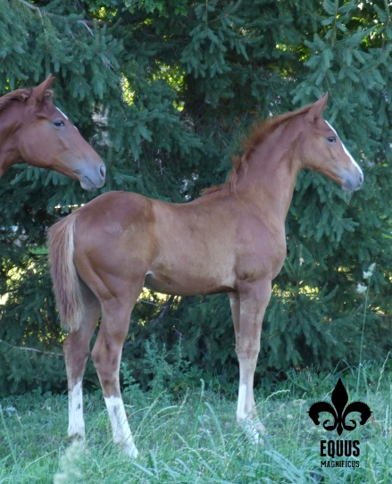 Bourgault E. M. - 2012 PREMIUM Oldenburg colt by Banderas out of Barbarees Hill. $9,500